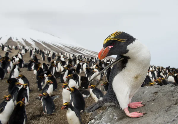 Makarna penguen duran kaya