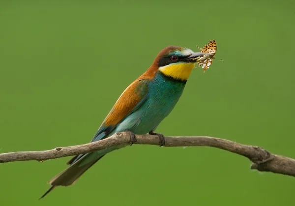 European bee eater with butterfly — Stock Photo, Image