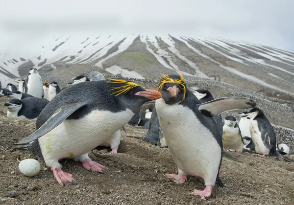 Par de pingüinos macarrones — Foto de Stock