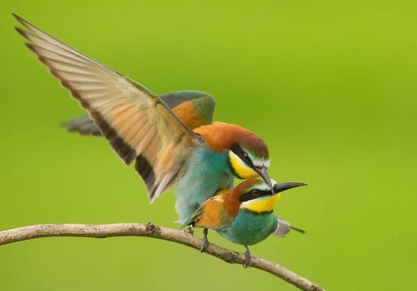 Pair of european bee eaters mating — Stock Photo, Image
