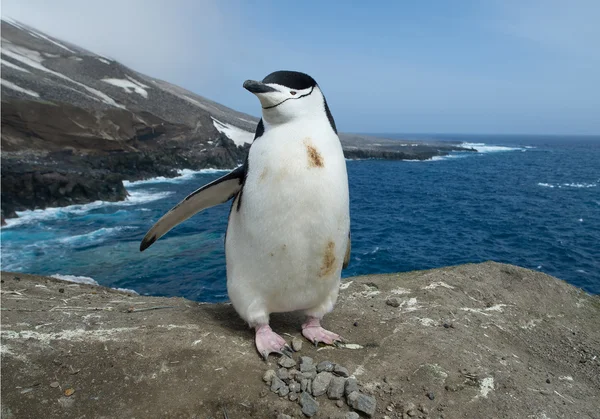 Chinstrap penguin in nest — Stock Photo, Image