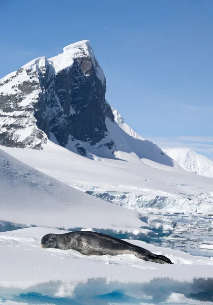 Leopardenrobbe liegt auf schwimmendem Eisberg — Stockfoto