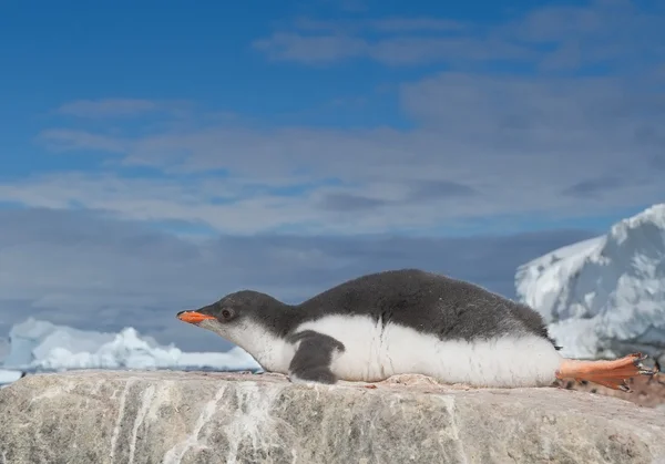 Νεοσσός πιγκουίνος Gentoo ξαπλωμένη πάνω στον βράχο — Φωτογραφία Αρχείου