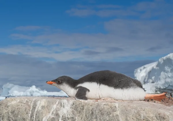 Gentoo pingouin poussin couché sur le rocher — Photo