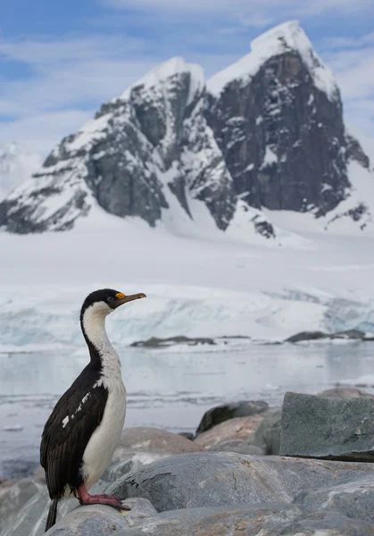 Imperial shag de pé sobre a rocha — Fotografia de Stock