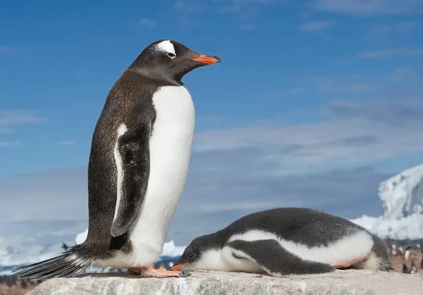 Gentoo pengueni kayanın üzerinde duruyor. — Stok fotoğraf
