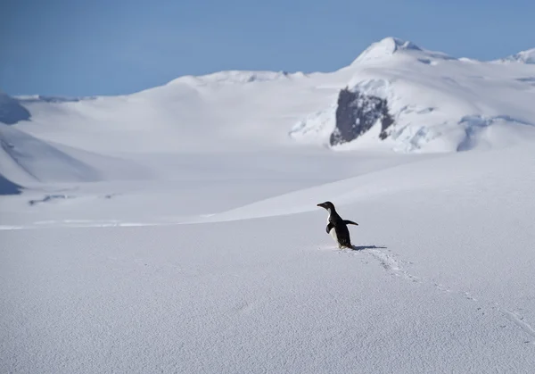 Pinguim Adelie andando na planície branca com neve — Fotografia de Stock