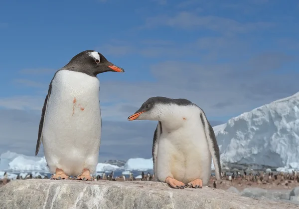 Gentoo pingüino con su polluelo — Foto de Stock