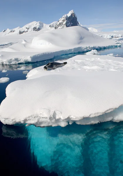 떠다니는 빙산 위에 누워 있는 표범 물개 — 스톡 사진