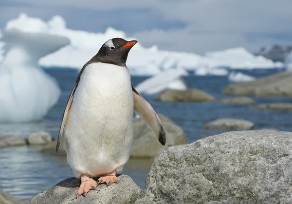 Gentoo pengueni kayanın üzerinde duruyor.