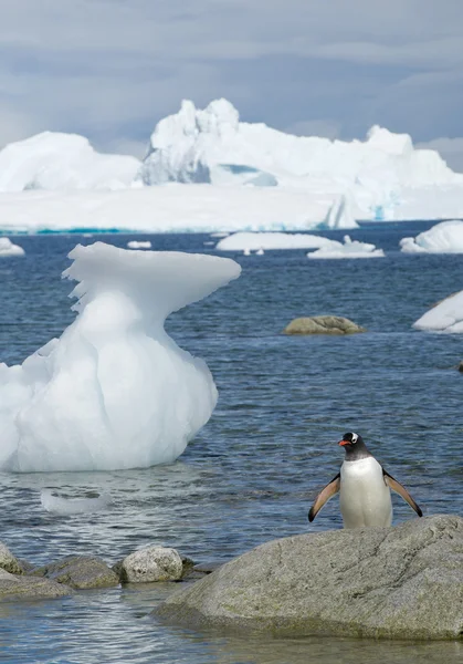 Gentoo tučňák stojící na skále — Stock fotografie