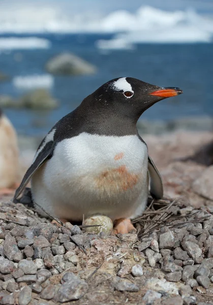 Gentoo пінгвін сидить на гнізді — стокове фото