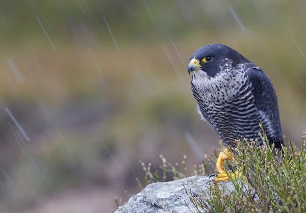 Peregrine Falcon sentado na rocha — Fotografia de Stock