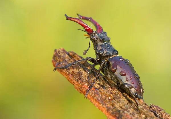 Escarabajo ciervo, Lucanus Cervus — Foto de Stock