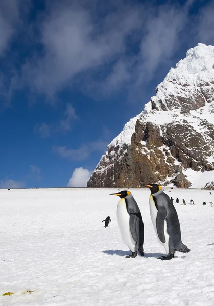Para król pingwiny spaceru — Zdjęcie stockowe
