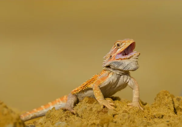 Central bearded dragon — Stock Photo, Image