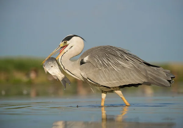 GRAUER HERON, der im Wasser steht — Stockfoto