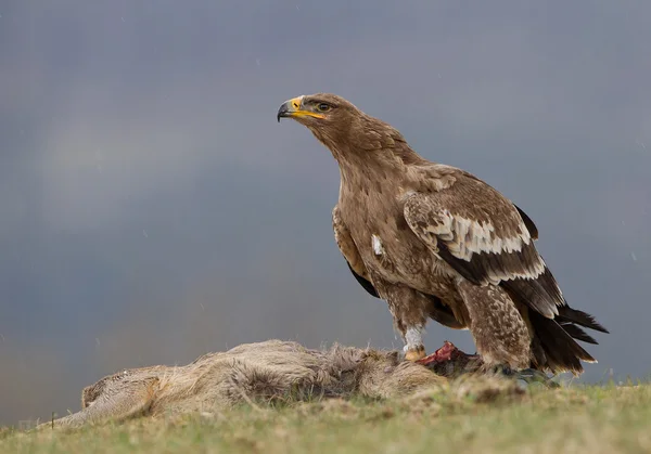 Steppe adelaar op de prooi — Stockfoto