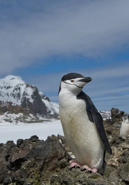 Chinstrap penguen kaya üzerinde duran — Stok fotoğraf