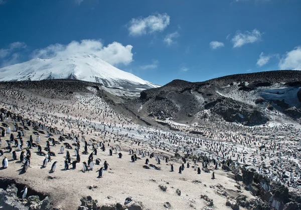 Büyük penguen kolonisi — Stok fotoğraf