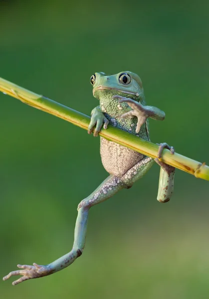 Woskowej małpa żaba — Zdjęcie stockowe