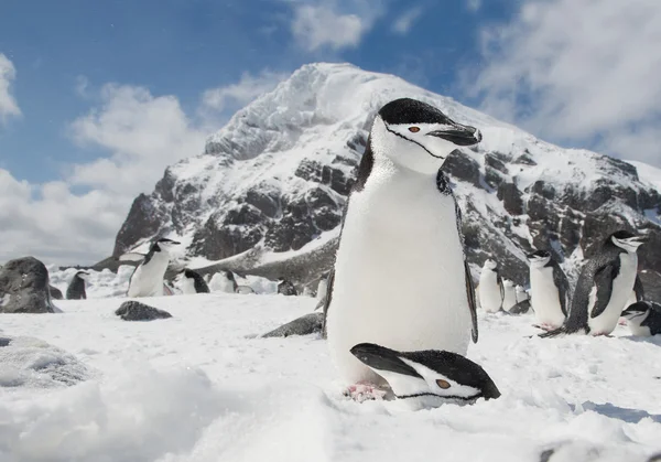 Paire de pingouins pingouins assis sur le nid — Photo