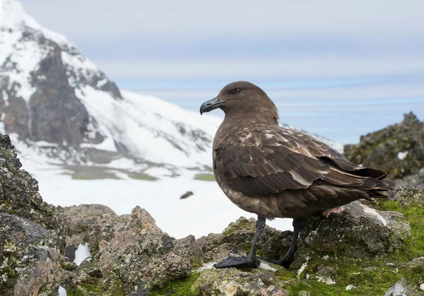 Antarktisk labb stående på berget — Stockfoto