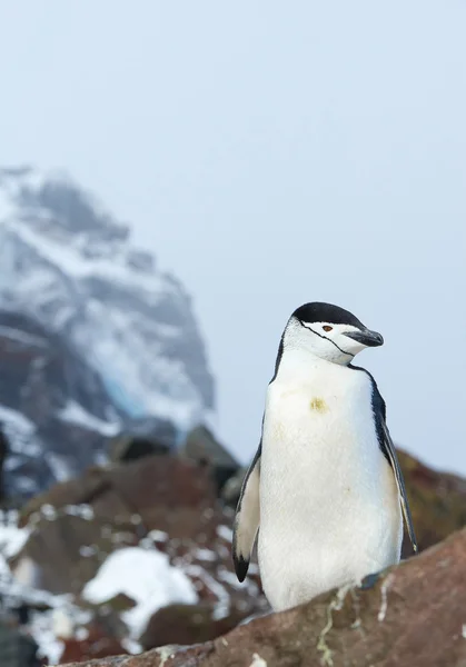 Пингвин Чинстап стоит на скале — стоковое фото