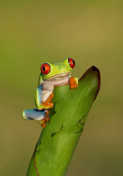 Kırmızı göz ağaç kurbağası — Stok fotoğraf