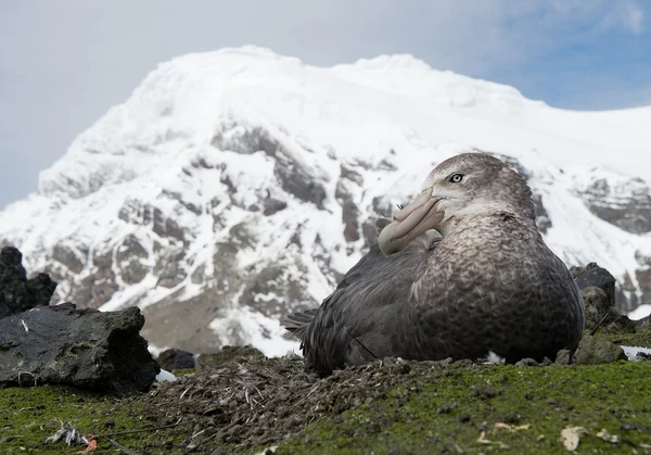 Reuze stormvogel zittend op het nest — Stockfoto