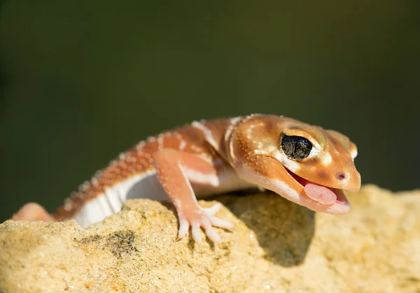 Gecko de cauda de botão, em rocha amarela — Fotografia de Stock