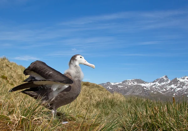 Fiatal vándorló albatross megjelenítése — Stock Fotó