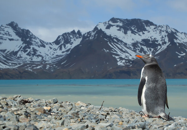 Gentoo penguin standing on the rocky beach