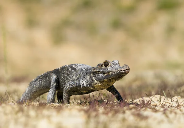 Tompaorrú krokodil séta — Stock Fotó