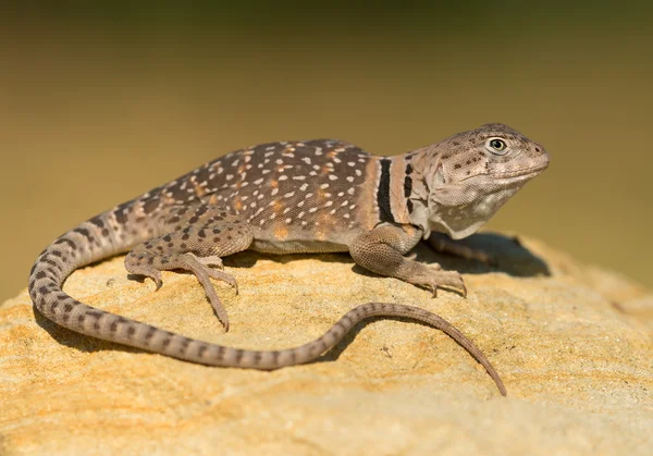 Lagarto de cuello común en la roca — Foto de Stock