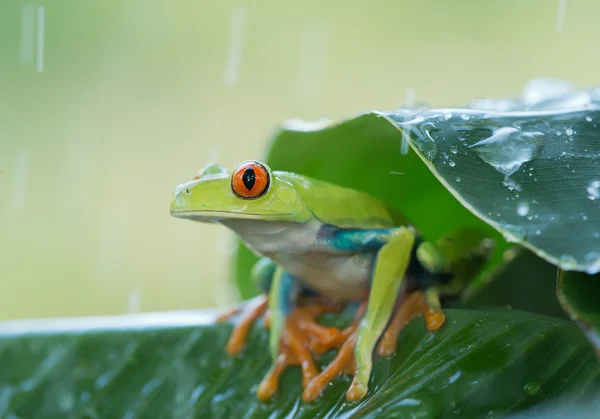 Красноглазая лягушка на листьях — стоковое фото
