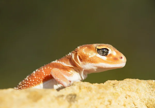 Pokrętło ogoniasty gecko na skale żółty — Zdjęcie stockowe