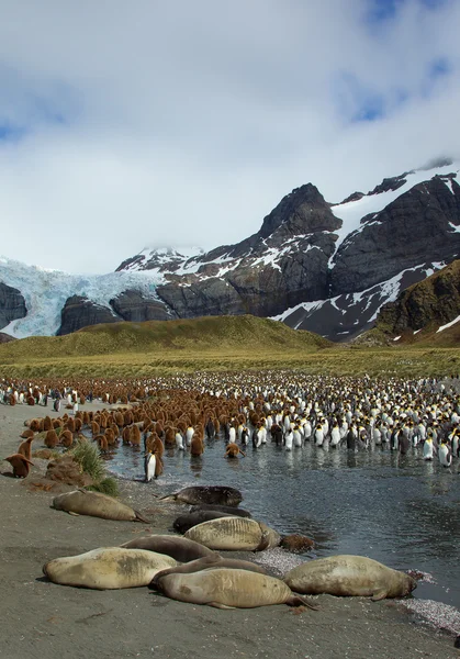 Grande colônia de jovens pinguins-rei — Fotografia de Stock