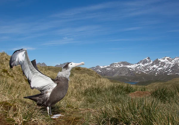 Jonge wandering albatross weergeven — Stockfoto