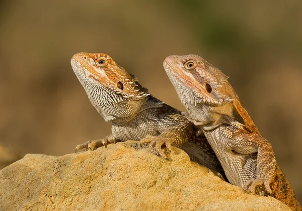 Dos dragones barbudos centrales — Foto de Stock