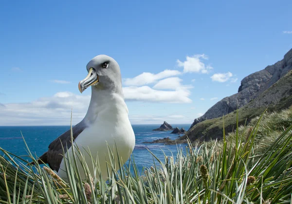 Albatros de cabeza gris sentados en el nido — Foto de Stock