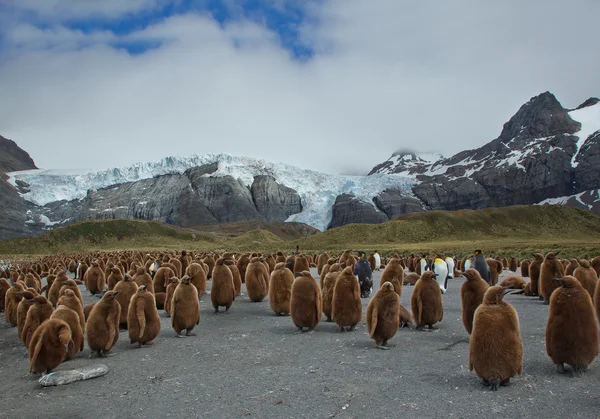 Gençlerin büyük koloni Kral penguenler — Stok fotoğraf