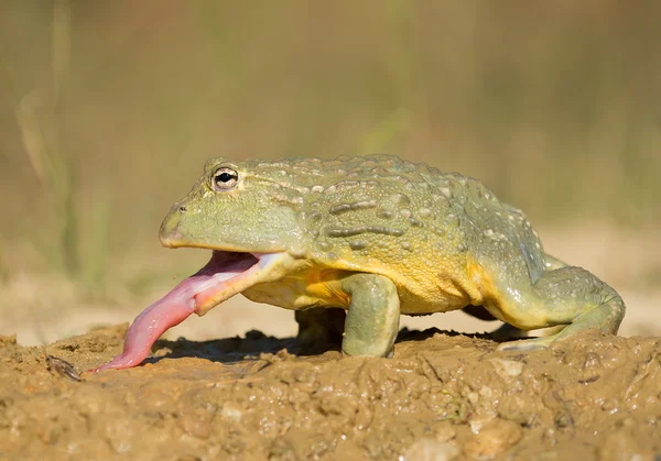 Afrikai bullfrog a sárban, tátott szájjal — Stock Fotó