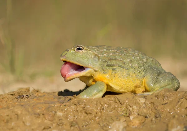 Αφρικανική bullfrog στη λάσπη με ανοιχτό το στόμα — Φωτογραφία Αρχείου