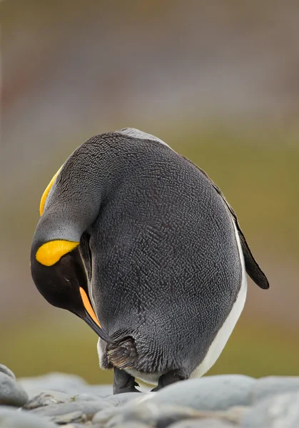 Rei pinguim penas de limpeza — Fotografia de Stock