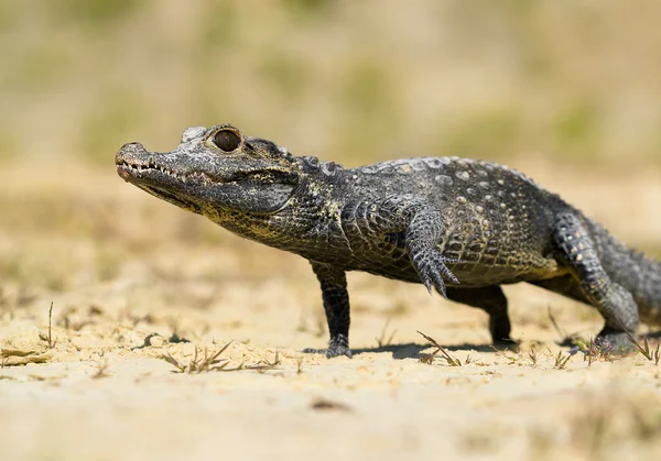 Krokodyl krótkopyski spaceru — Zdjęcie stockowe
