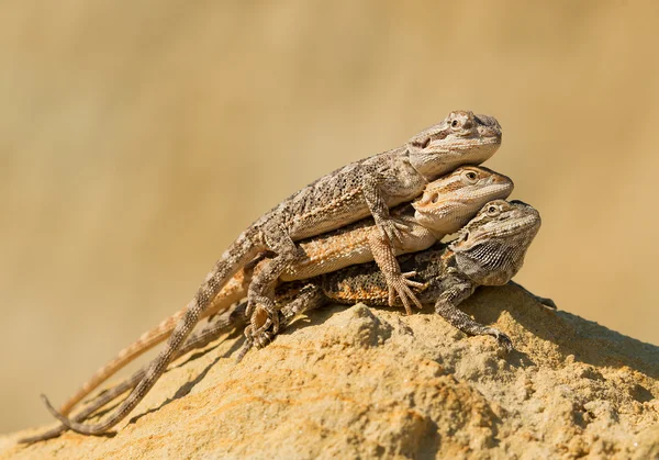 Three central bearded dragons — Stock Photo, Image