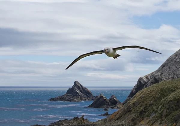 Albatroz de cabeça cinza voando sobre montanhas rochosas — Fotografia de Stock