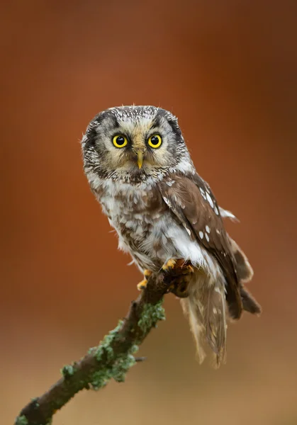 Boreal owl perching — Stock Photo, Image