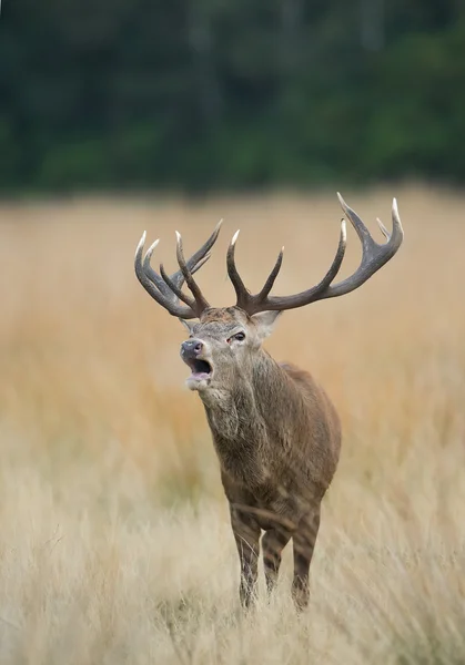 Ciervo rojo macho herrumbre — Foto de Stock